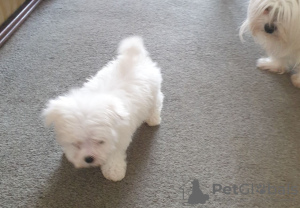 Photo №2 to announcement № 115858 for the sale of maltese dog - buy in Germany 