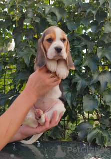 Photo №1. beagle - for sale in the city of Бердянск | 370$ | Announcement № 68895