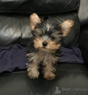 Photo №1. yorkshire terrier - for sale in the city of Аугсбург | 280$ | Announcement № 119355