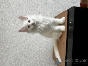 Photo №3. Maine Coon kitten. Russian Federation