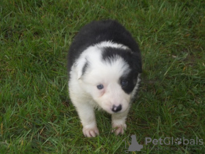 Photo №1. non-pedigree dogs - for sale in the city of Nuremberg | Is free | Announcement № 123647