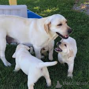 Photo №1. labrador retriever - for sale in the city of Brussels | 723$ | Announcement № 165232