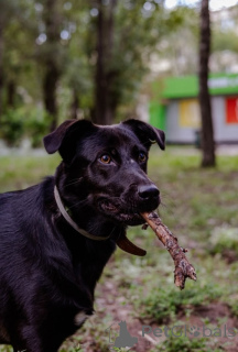 Photo №1. non-pedigree dogs - for sale in the city of Moscow | Is free | Announcement № 157436