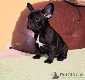 Additional photos: French bulldog puppy