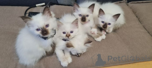 Photo №1. birman - for sale in the city of Nonnenhorn | 329$ | Announcement № 150430