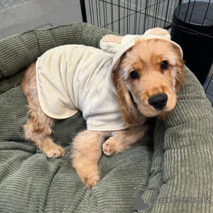 Photo №2 to announcement № 165206 for the sale of english cocker spaniel - buy in Belgium breeder