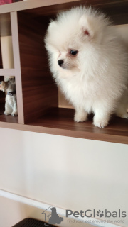 Photo №4. I will sell pomeranian in the city of Minsk. breeder - price - 94$