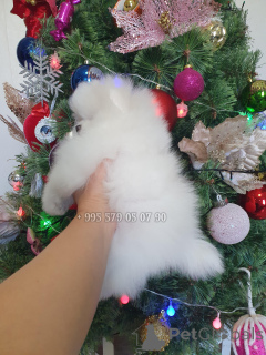 Photo №4. I will sell pomeranian in the city of Tbilisi. private announcement, from nursery, breeder - price - negotiated
