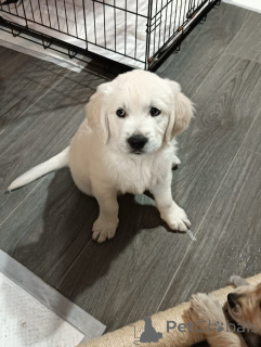 Photo №2 to announcement № 160265 for the sale of golden retriever - buy in United States private announcement