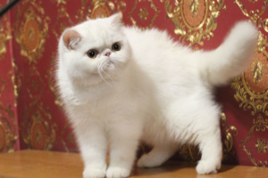 Photo №2 to announcement № 4784 for the sale of exotic shorthair - buy in Ukraine private announcement