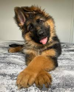 Photo №4. I will sell german shepherd in the city of Eastbourne.  - price - negotiated