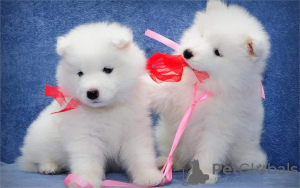 Photo №1. samoyed dog - for sale in the city of Berlin | Is free | Announcement № 127093