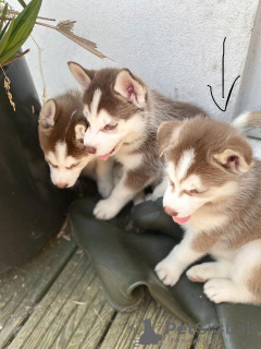 Photo №2 to announcement № 63490 for the sale of siberian husky - buy in United States breeder