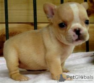 Photo №1. french bulldog - for sale in the city of Asikkala | negotiated | Announcement № 55336