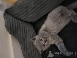 Photo №2 to announcement № 109501 for the sale of scottish fold - buy in United States private announcement