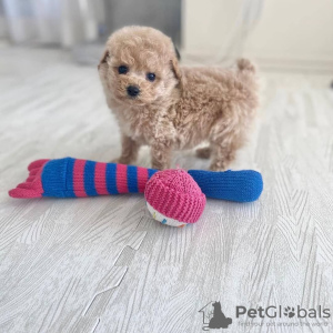 Photo №2 to announcement № 106822 for the sale of poodle (toy) - buy in Germany breeder