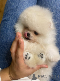 Photo №4. I will sell pomeranian in the city of Гамбург. private announcement - price - 740$