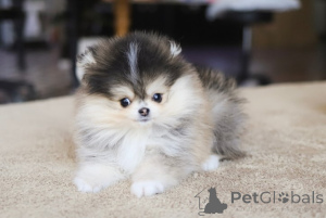 Photo №1. pomeranian - for sale in the city of Chicago | negotiated | Announcement № 154260