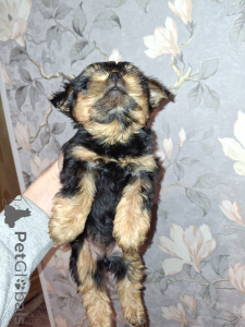 Photo №4. I will sell beaver yorkshire terrier, yorkshire terrier in the city of Pärnu. private announcement, from nursery, breeder - price - 671$