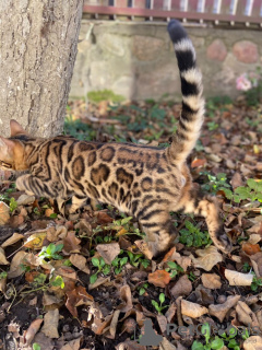 Photo №1. bengal cat - for sale in the city of Ричмонд | negotiated | Announcement № 28862