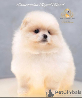 Photo №2 to announcement № 178332 for the sale of pomeranian - buy in Macedonia 