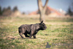 Photo №4. I will sell french bulldog in the city of Belgrade. breeder - price - negotiated