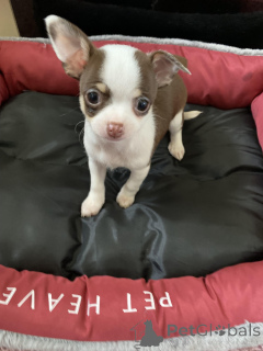 Photo №2 to announcement № 159383 for the sale of chihuahua - buy in United States private announcement