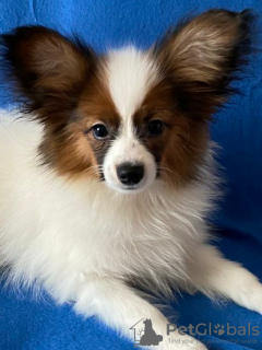 Photo №4. I will sell papillon dog in the city of Гродна. private announcement - price - 1000$