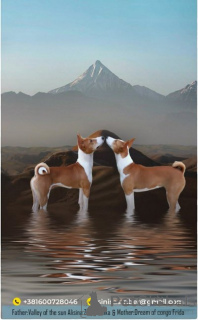 Photo №3. Basenji puppies, red and white and tricolor. Serbia