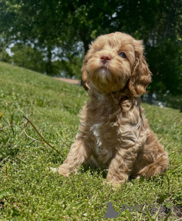 Photo №3. Cavapoo Puppies for Adoption Vet Checked & Vaccinated. Germany