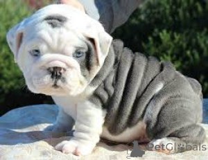 Photo №1. english bulldog - for sale in the city of Brussels | 1032$ | Announcement № 160895