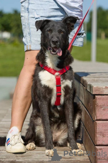 Photo №2 to announcement № 145974 for the sale of non-pedigree dogs - buy in Russian Federation private announcement