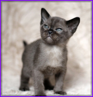 Photo №1. burmese cat - for sale in the city of Minsk | 426$ | Announcement № 3241