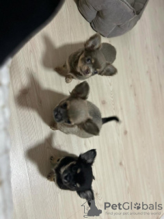 Photo №3. Selling three Chihuahua boys with official documents and vaccinated. Turkey