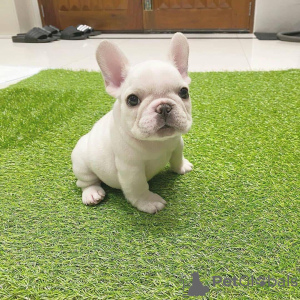 Additional photos: Beautiful Purebred French Bulldog puppies