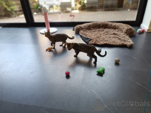 Photo №2 to announcement № 167818 for the sale of bengal cat - buy in Germany 