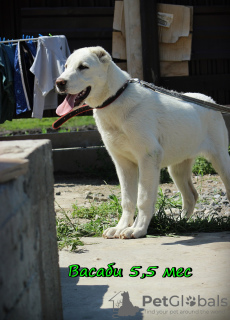 Photo №2 to announcement № 7202 for the sale of central asian shepherd dog - buy in Russian Federation from nursery