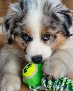 Photo №1. australian shepherd - for sale in the city of St. Petersburg | 423$ | Announcement № 101135