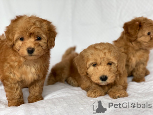 Photo №4. I will sell havanese dog in the city of Brondby. private announcement, breeder - price - 516$