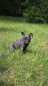 Photo №2 to announcement № 169204 for the sale of french bulldog - buy in Russian Federation breeder