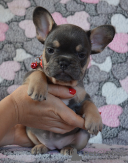 Additional photos: French bulldog puppies