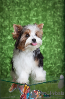 Photo №2 to announcement № 78466 for the sale of beaver yorkshire terrier - buy in Ukraine from nursery, breeder