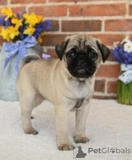 Photo №1. pug - for sale in the city of Alesund | negotiated | Announcement № 169535