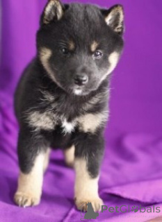 Photo №2 to announcement № 171119 for the sale of shiba inu - buy in United Kingdom 