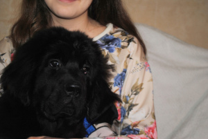 Photo №4. I will sell newfoundland dog in the city of Saratov. from nursery - price - 382$