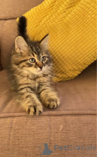 Photo №2 to announcement № 172081 for the sale of siberian cat - buy in Netherlands private announcement