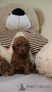 Additional photos: Mini poodle