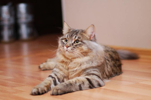Photo №1. Mating service - breed: siberian cat. Price - 38$