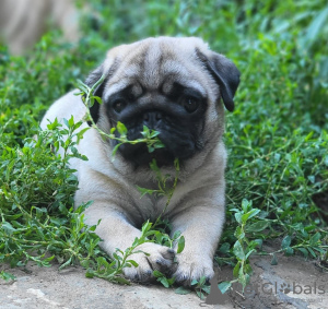 Additional photos: Pug puppies