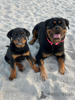 Photo №2 to announcement № 163770 for the sale of rottweiler - buy in Netherlands private announcement, breeder